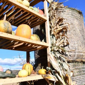 Kürbisfestival6-350x350