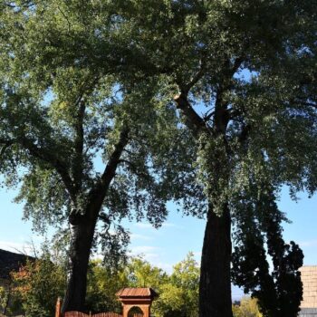 Miercurea_Ciuc12-350x350