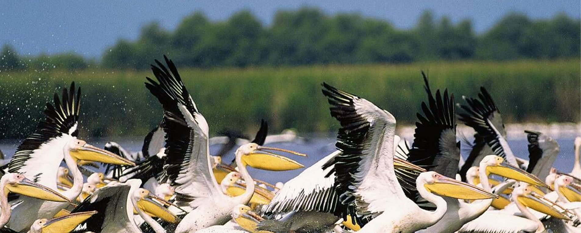 Pelicani_din_Delta_Dunarii Pelicani_din_Delta_Dunarii