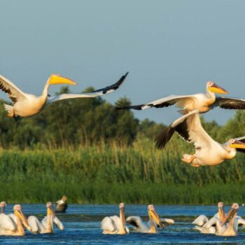 Rumänien3-1-350x350