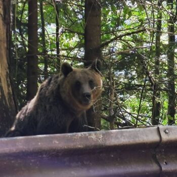 Transfagarasan1-350x350