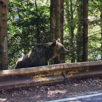Transfagarasan10-350x350