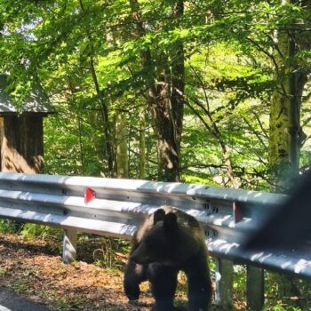 Transfagarasan6-350x350