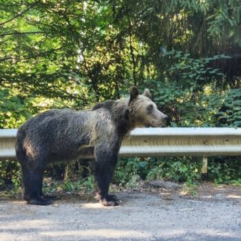 Transfagarasan8-350x350