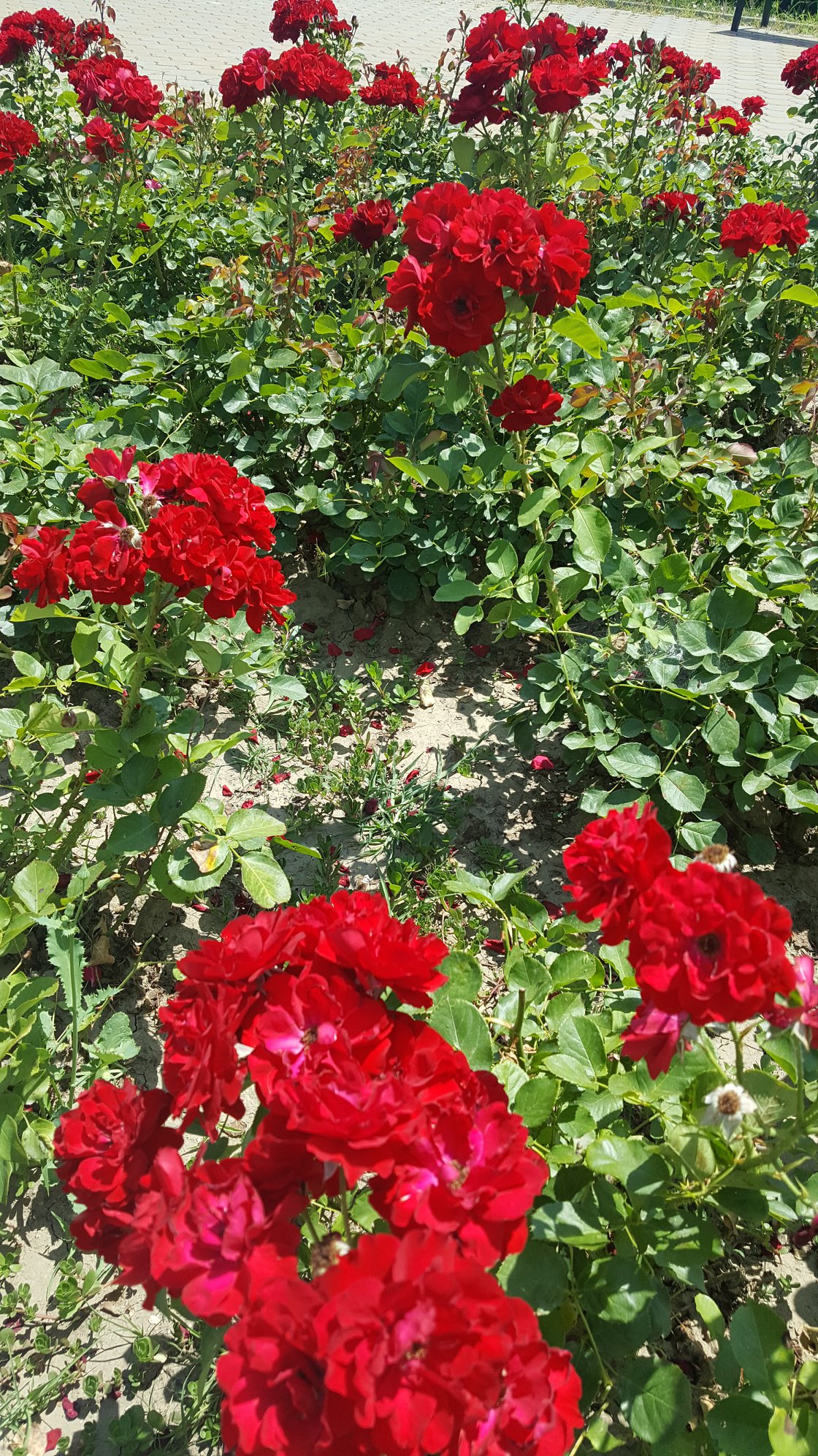 gradina_botanica_galati4