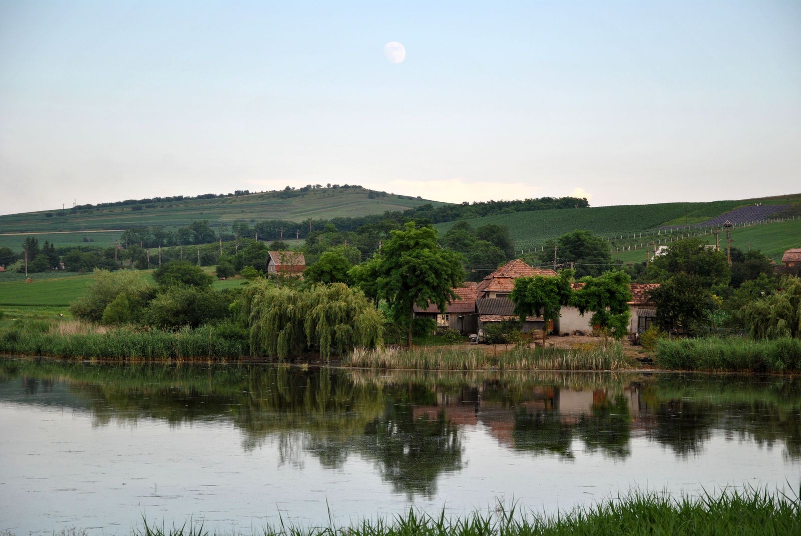 zau_de_campie3