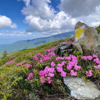 Fagarascher2-350x350