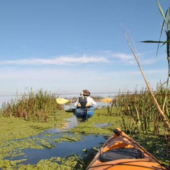 Kostenfreie1-1-350x350