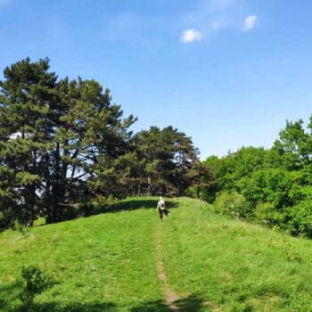 Transilvanica3-350x350