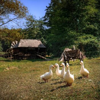 Volkskultur1-350x350