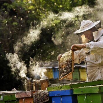 Transsylvanien5-350x350