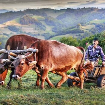 Transsylvanien6-350x350