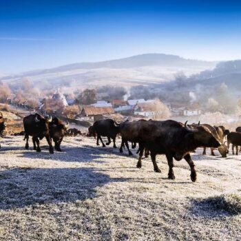 Transsylvanien9-350x350