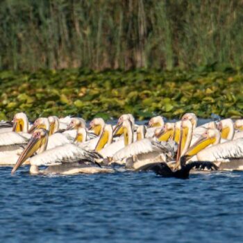 Donaudelta-1-350x350