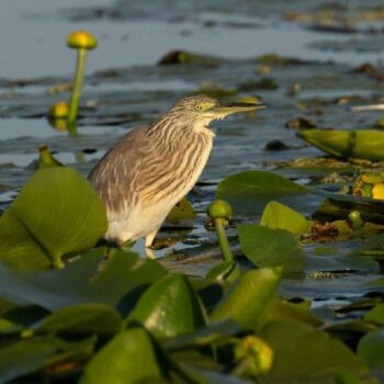 Donaudelta10-350x350