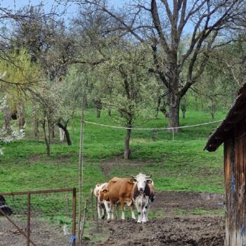 Ludwigsdorf9-350x350