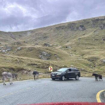 Transalpina-1-350x350