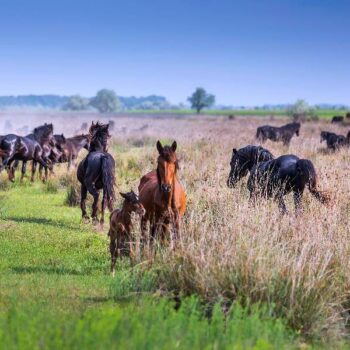 cai_salbatici-350x350