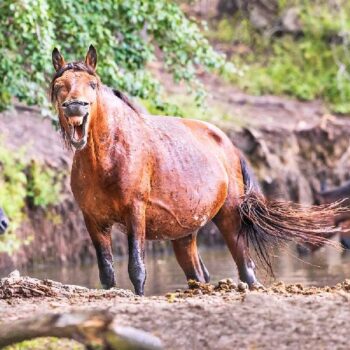 cai_salbatici1-350x350