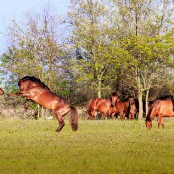 cai_salbatici2-350x350