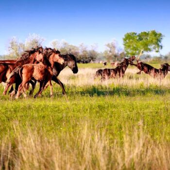 cai_salbatici3-350x350