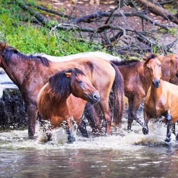 cai_salbatici4-350x350