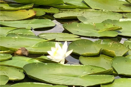 donaudelta-fur-camper-1-420x280