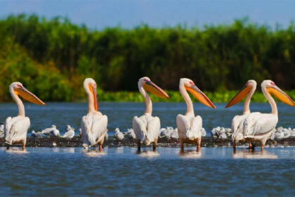 donaudelta-fur-camper-2-1-420x280