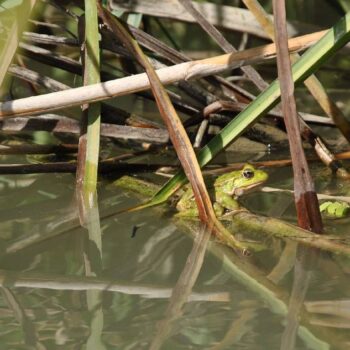 Donaudelta8-2-350x350