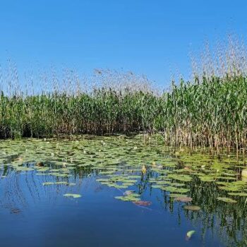 donaudelta2-1-350x350