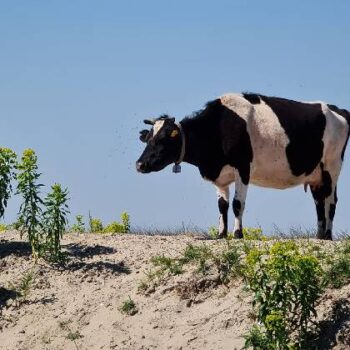 donaudelta4-1-350x350