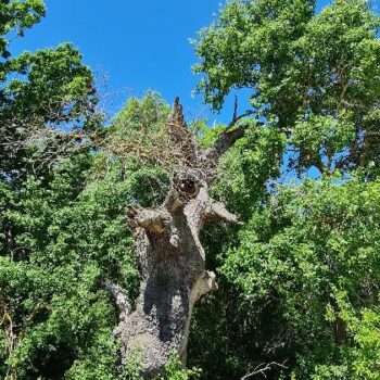 donaudelta5-1-350x350