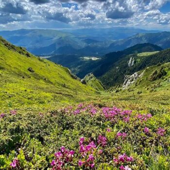 Gropsoarele1-350x350