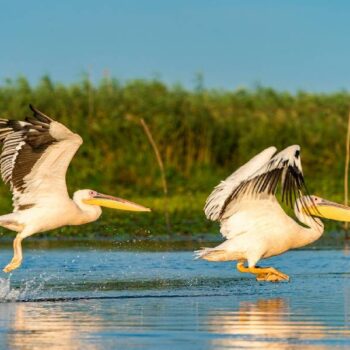 Rumänien1-2-350x350