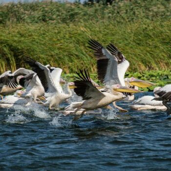 Rumänien3-1-350x350