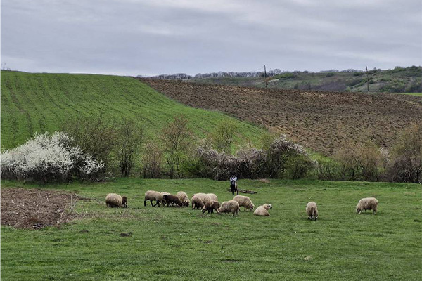 Filitelnic | Mureș County